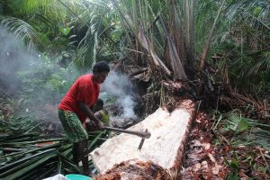 pengolahan-sagu-di-papua-sumber-www-registarapa-blogspot-com