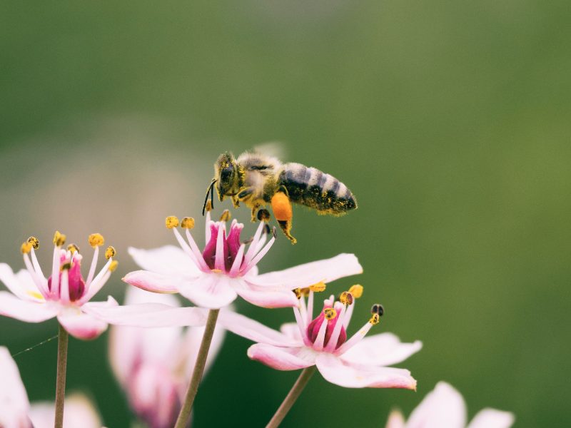 [Editorial] Nature Healing