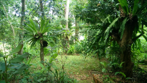 rumah-kail-1
