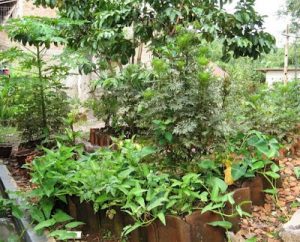 [Rumah Kail] Belajar dari Perancangan Kebun KAIL
