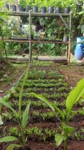 rumah-kail_picture24