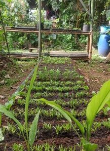 [Rumah KAIL] Pertanian Regeneratif di Kebun KAIL
