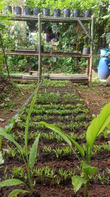 [Rumah KAIL] Pertanian Regeneratif di Kebun KAIL