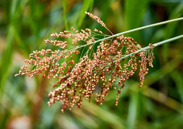 [Opini] Nasib “Sorgum” dalam Terang Pascakolonial